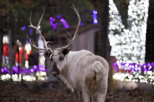 Hot Chocolate with the Reindeer! 