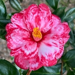 Camellia Sale at Peachtree Road Farmers Market