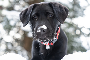 GUIDE DOGS FOR THE BLIND’S HOLIDAY LUNCHEON
