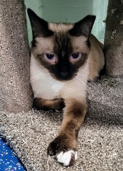 Fine Wines for Felines benefit for PAWSitively CATS No-Kill Shelter