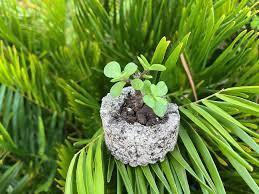 ACE - Hypertufa: Making Your Own Planters (includes materials)