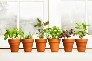 ACE - Container Gardens (includes soil & plants, bring your own container)