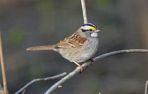 NJ Audubon: Happy New Year Hike at Hawk Rise