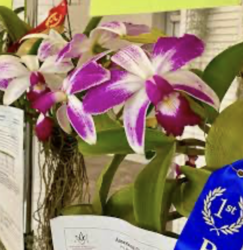 Miami Beach Orchid Society: Holiday Orchid Arranging Workshop