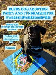 Wags & Walks Fundraiser at Turkey and the Wolf Icehouse