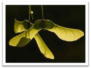 Nuts, Seeds & Whirligigs: A Thanksgiving Day Nature Walk