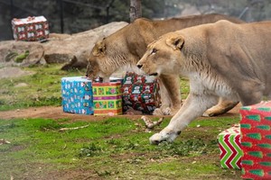 Christmas with the Animals at Lions Tigers & Bears