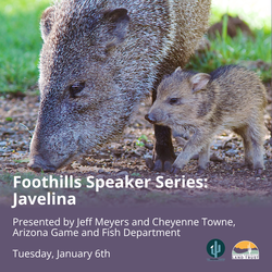 Foothills Speaker Series: Javelina