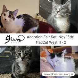 Cat and Kitten Adoption Fair