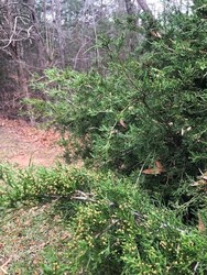 Nature Hike: Evergreen Leaves