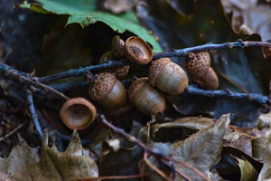 Wildlands Conservancy – PreK Pathfinders: Winter Wonderland, Trexler Nature Preserve