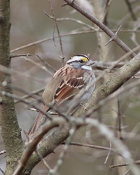Wildlands Conservancy – Welcome Winter Wildlife Hike