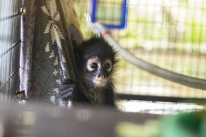 Take a Stand Against Wildlife Trafficking