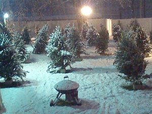 Msgr Weis Council 10596 Knights of Columbus Annual Christmas Tree & Wreath Sale.