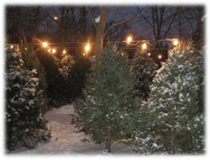 Boy Scout Christmas Trees