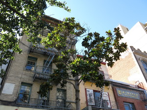 Ann Getty Institute: 36 Trees Exhibition and Panel