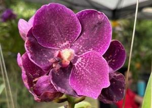 Sawgrass Nature Center's December Orchid and Plant Festival
