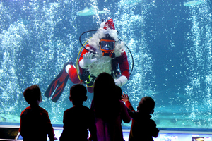 Scuba Santa at Sea Life Park Hawaiʻi
