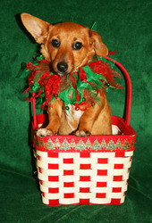 Don't Miss Pet Photo Nights with Santa at The Shops at La Cantera