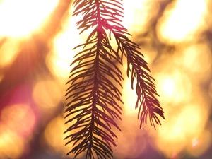 Wildlands Winter Forest Bathing for Wellness & Recovery @ Black River Sanctuary