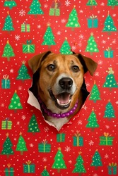 Wrapping Paper Photoshoot for Dogs – Dogs of Tucson