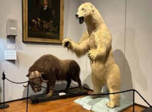 Kid Tours: Arctic Animals