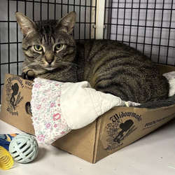 Adopt a Star with Marblehead Animal Shelter