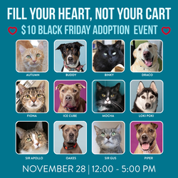 Black Friday Adoption Event