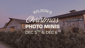 Christmas Photo Minis at Wilson's Orchard & Farm