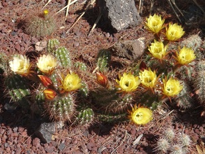 Cactus & Succulent Society of New Mexico Show and Sale