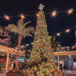 PACIFIC CITY ANNUAL ‘COOL YULE’ COASTAL TREE LIGHTING