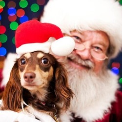 CROSSROADS BELLEVUE PET PHOTOS WITH SANTA