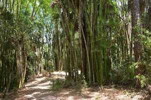 Treasures of the Trail: A hike along the Estero River