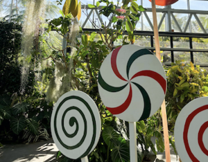 SDBG Presents Santa’s Candy Cane Conservatory!