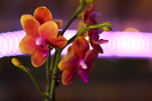 Orchids After Dark at the Botanical Gardens