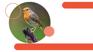 Introduction to Birding with Sonoran Audubon Society