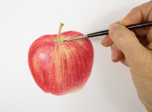 Introduction to Botanical Illustration