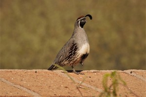 Birds of Mission Garden