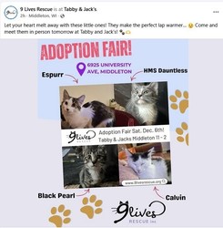 Cat and Kitten Adoption Fair