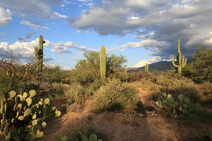 Canyon Country – Pima Canyon