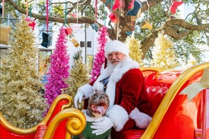 Pet Photos with Santa Paws at Legacy West North Pole