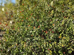 Tasting History: Chiltepin