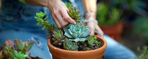 Build a Succulent Garden - Make It Take It