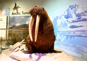 Winter Solstice at the Museum