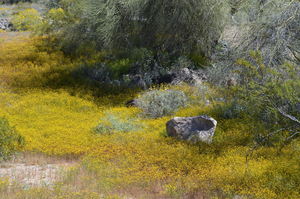 Invasive Plant Program (IPP) Removal Day