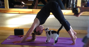 Yoga with Cats