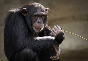 Apes and Monkeys Across the Globe