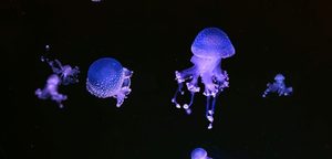 Touching the Deep: Photographing Midnight Zone Animals That Have Never Seen Light - Bundle Eligible