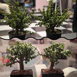 Bonsai & Brews at Bonsai Beverage Co. | Clearwater