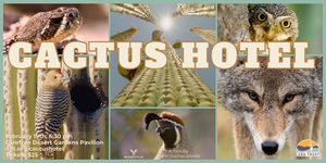 Movie Night: Cactus Hotel